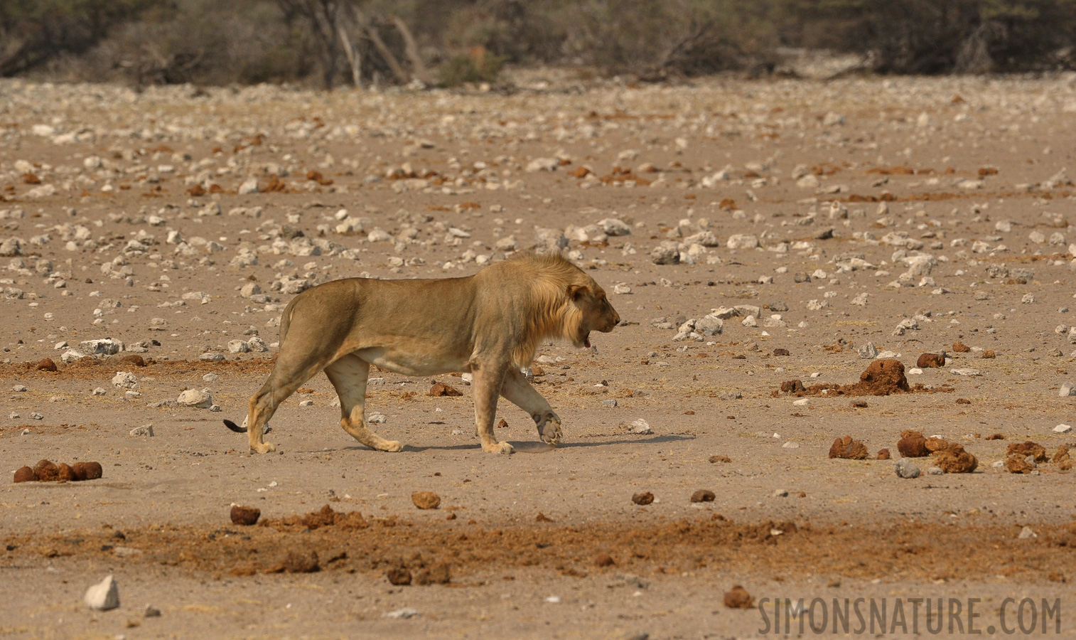 Panthera leo melanochaita [400 mm, 1/2000 sec at f / 8.0, ISO 800]